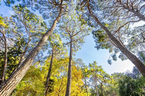 peaceful natural environment in the forest 17166961 Stock Photo at Vecteezy