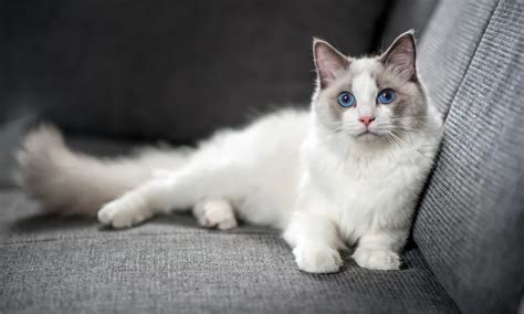 5 Cat Breeds Most Prone To Kidney Disease