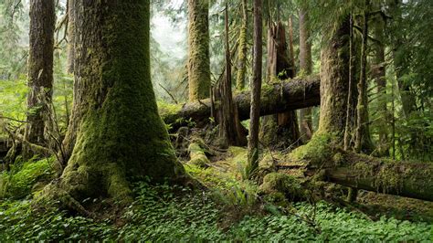 Old Growth Forest British Columbia Adam Gibbs Flickr