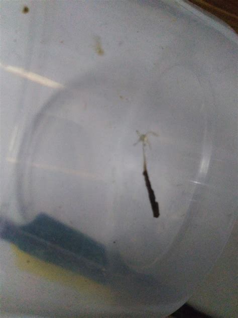 Creature i found on my wild marble goby : r/whatisthisthing