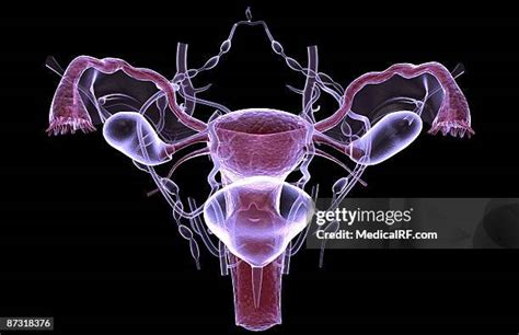 77 Fundus Of Uterus Stock Photos, High-Res Pictures, and Images - Getty Images