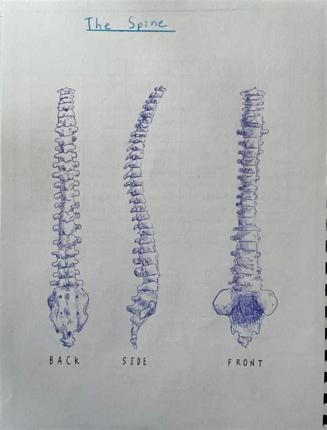 Anatomy Block MULBERRY WALDORF SCHOOL