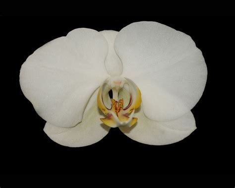 🔥 [40+] White Orchids Wallpapers | WallpaperSafari