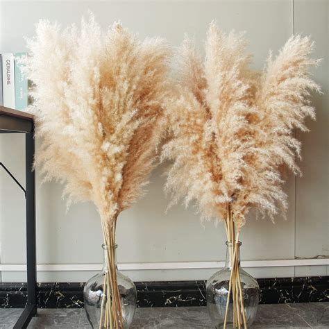 Cixicm Pcs Pampas Grass Fluffy Pampas Grass Decor Natural Dried