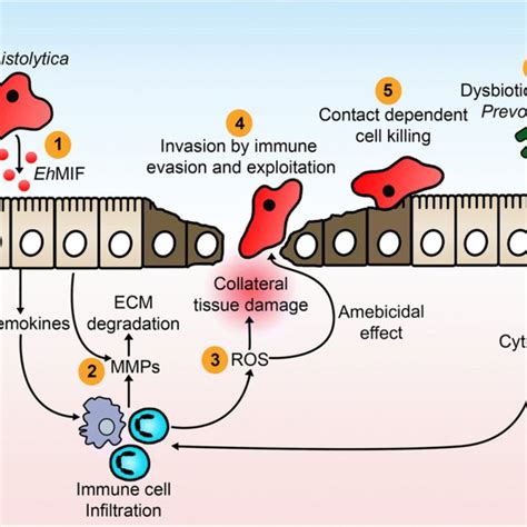 Pathogenesis Of Intestinal Amebiasis 1 Secreted E Histolytica