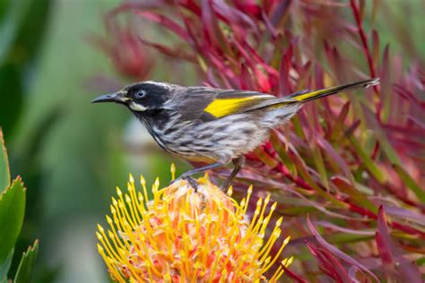 honey eater australia stock  pictures royalty