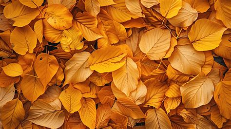 Yellow Fallen Leaves Of Apricot Tree Background Flora Apricot Autumn