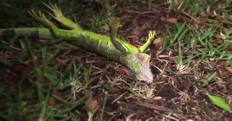 Frozen Iguanas Are Falling From Trees In Yearly Spectacle