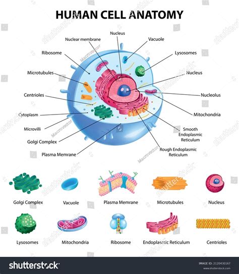 Human Cell Anatomy Infographics Realistic Educational Stock Vector