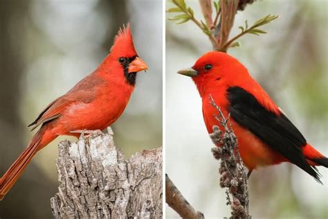 11 Red Birds In Ohio With Photos Bird Feeder Hub