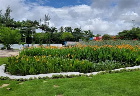 Jardim Filtrante O Que E Como Funciona Casa E Mercado