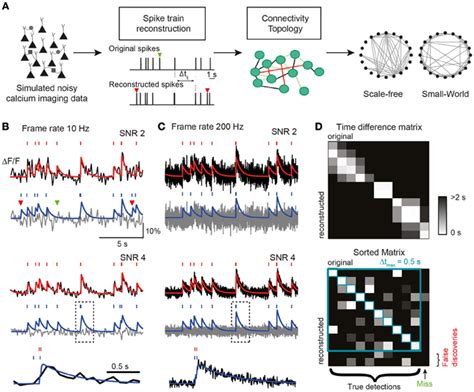 Frontiers Inference Of Neuronal Network Spike Dynamics And Topology