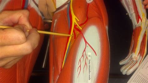 Major Vessels Of The Lower Limb Flashcards Quizlet