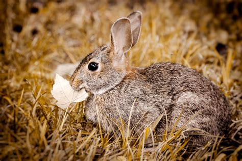 Eastern Cottontail — Corey Bourassa