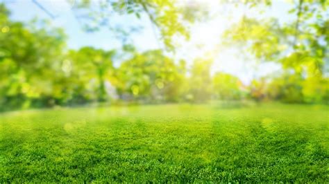 Tips To Keep Your Sunny Lawn Healthy And Green