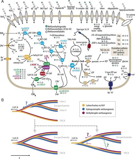 Hydrogenotrophic Methanogenesis In Archaeal Phylum Verstraetearchaeota