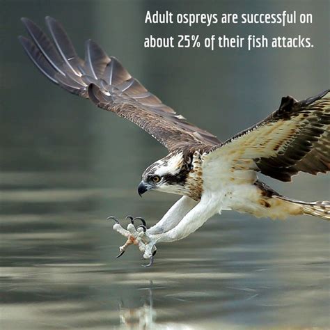 Successful Ospreys Catching Fish