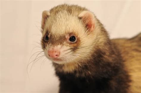 How to Care for Your Angora Ferret - PetHelpful