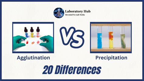 Agglutination Vs Precipitation Differences Laboratory Hub