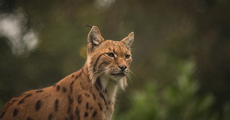 Lara The Lynx A Photo On Flickriver