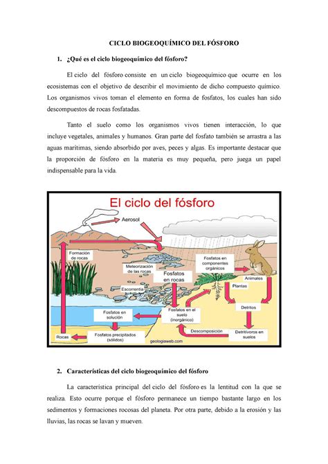 Ciclo Del Fósforo Me Gusta Su Contenido Ciclo BiogeoquÍmico Del