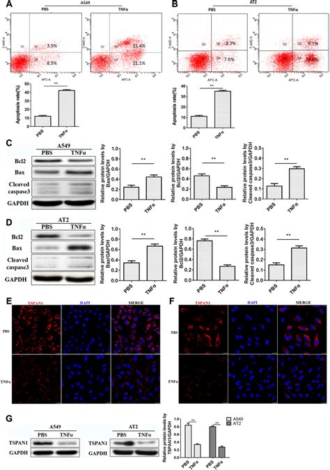 Tnf Induced Tspan Low Expression And Apoptosis In And At Cells