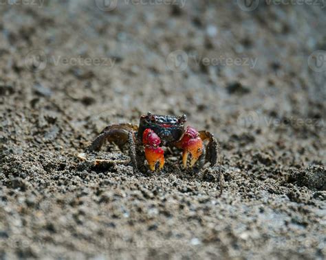 Red Crab Stock Photos, Images and Backgrounds for Free Download