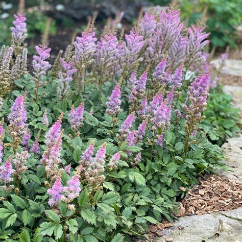 Astilbe Chinensis Pumila Midwest Groundcovers Llc