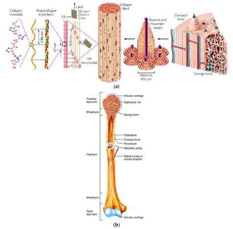 A Hierarchical Structure Of Bone [88] Reproduced With Permission