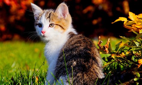 🔥 [50+] Beautiful Cute Wallpapers | WallpaperSafari