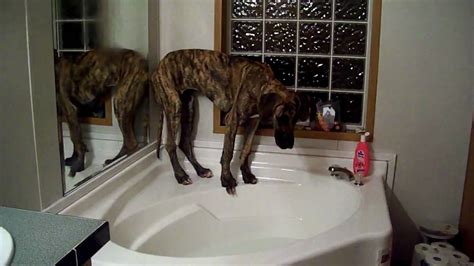 Great Dane Afraid Of The Bathtub Youtube