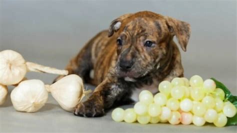 Benefits Of Garlic For Dogs