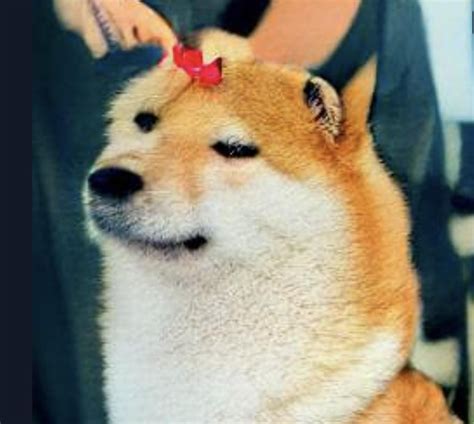 shiba inu getting haircut at a barbershop : r/weirddalle