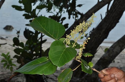 Mallotus Tiliifolius Euphorbiaceae Image At Phytoimages Siu Edu