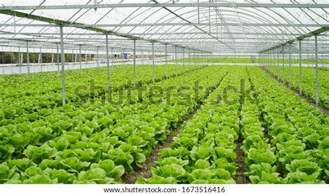 Lettuce Grown Greenhouse Greenhouse Stock Photo (Edit Now) 1673516416