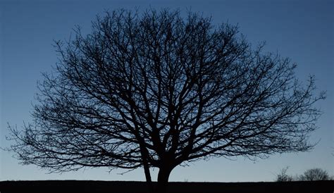 Banco De Imagens Panorama árvore Natureza Ramo Silhueta Inverno