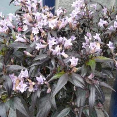 Trompetkruid Strobilanthes Anisophyllus Brunetthy Verplanten