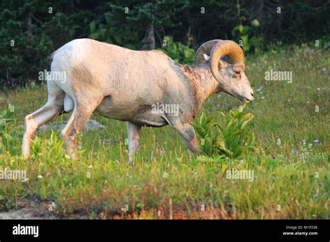 Big Horn Sheep Ram In Glacier National Park Montana Stock Photo Alamy