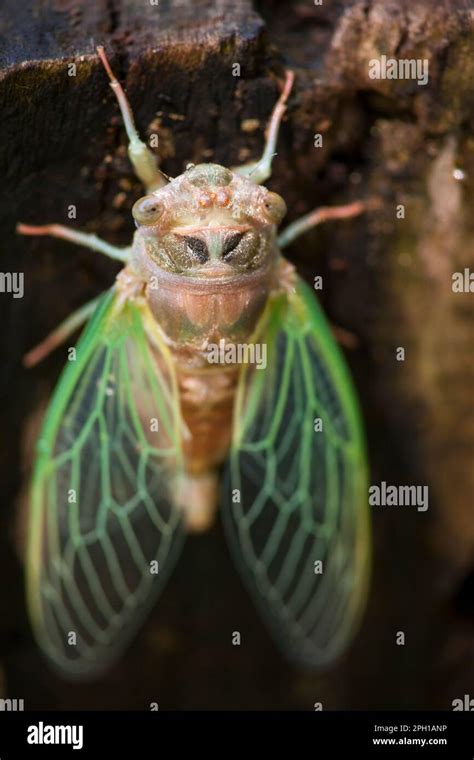 Cicada Insect Resting Stock Photo Alamy