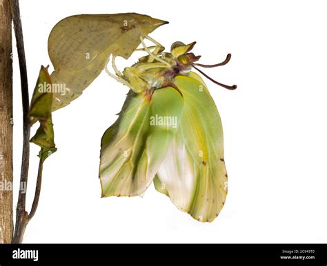 A Common Brimstone Butterfly Gonepteryx Rhamni As It Emerges From The