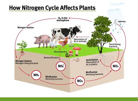 Nitrogen Cycle & Plants | Nitrogen cycle, Nitrogen fixation, Nitrogen