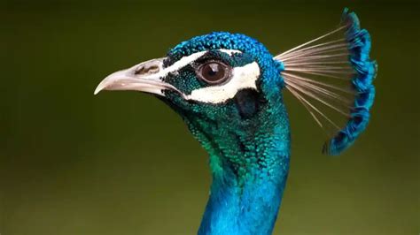 What Sound Does A Peacock Make Bestbirdguide