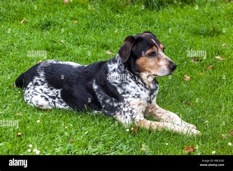 Czech Breed Bohemian Spotted Dog Lying On Grass In Garden Stock Photo