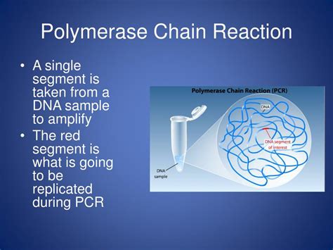 Ppt Polymerase Chain Reaction Pcr Powerpoint Presentation Free