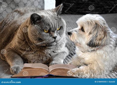 Cat and Dog Discuss the Content of a Book Stock Image - Image of ...