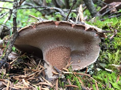 Scaly Hedgehog Mushroom A K A Sarcodon Imbricatus Bushcraft