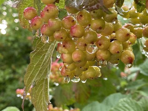 Beeren Regen Natur Kostenloses Foto Auf Pixabay Pixabay