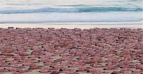 Spencer Tunick Archives Bondi Beach News