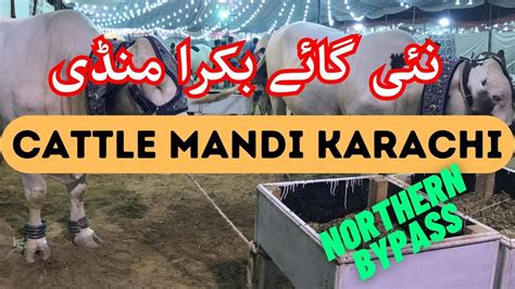 New Cattle Market Karachi Maweshi Mandi Karachi Northern Bypass Cow