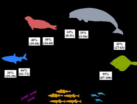 Feeding relationships of beluga whales (grey), ringed seals (pink ...